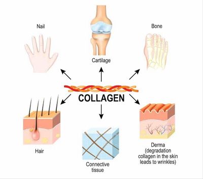 Collagen+