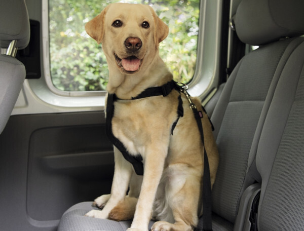 Autogordel + tuigje Maat S