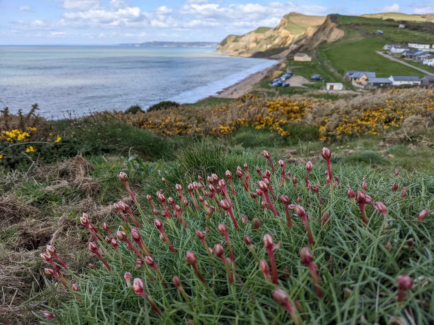 Wildflowers of the British Isles - Identification course - Digital