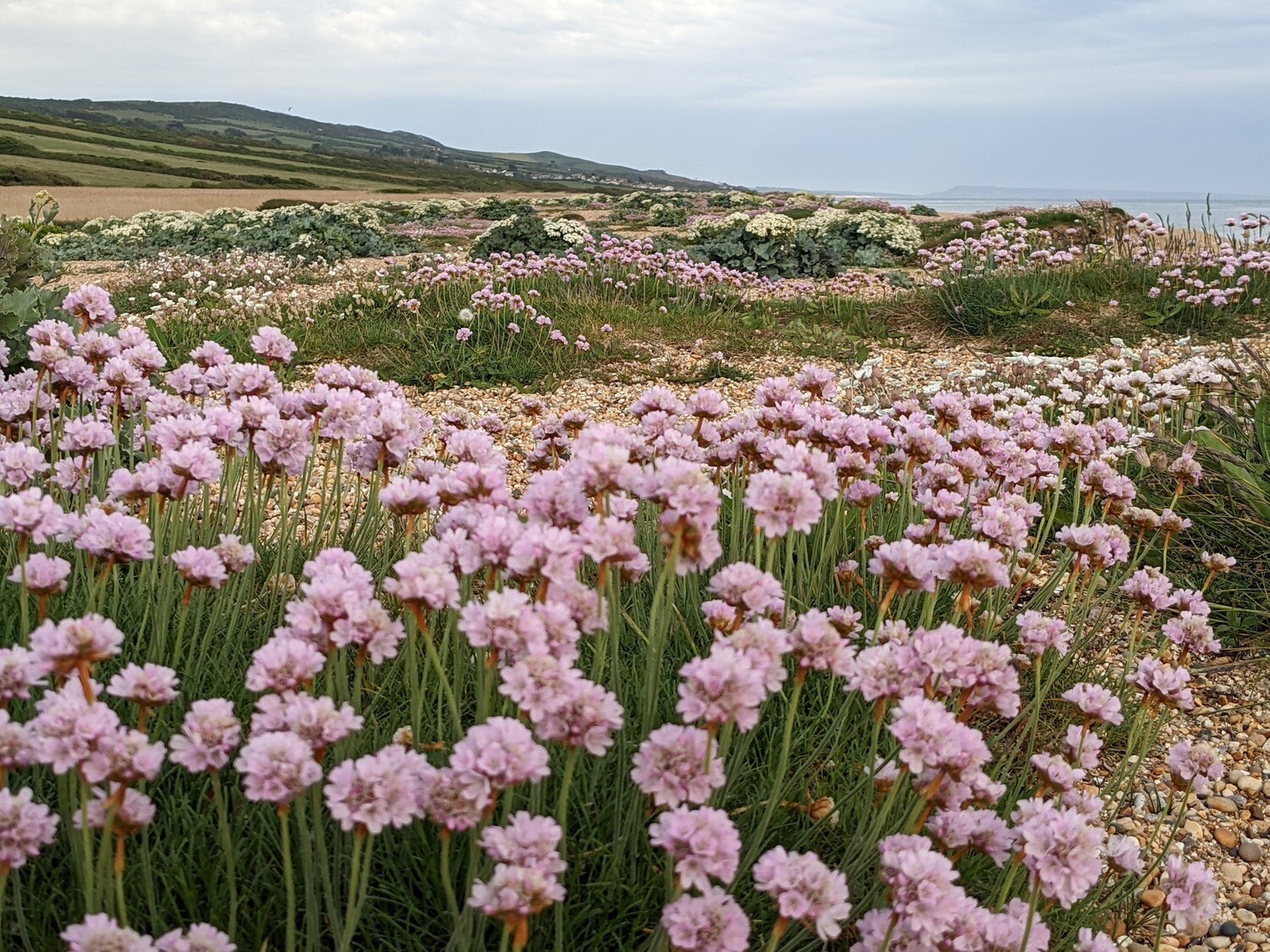 Wildflowers of the British Isles - Identification course - Digital