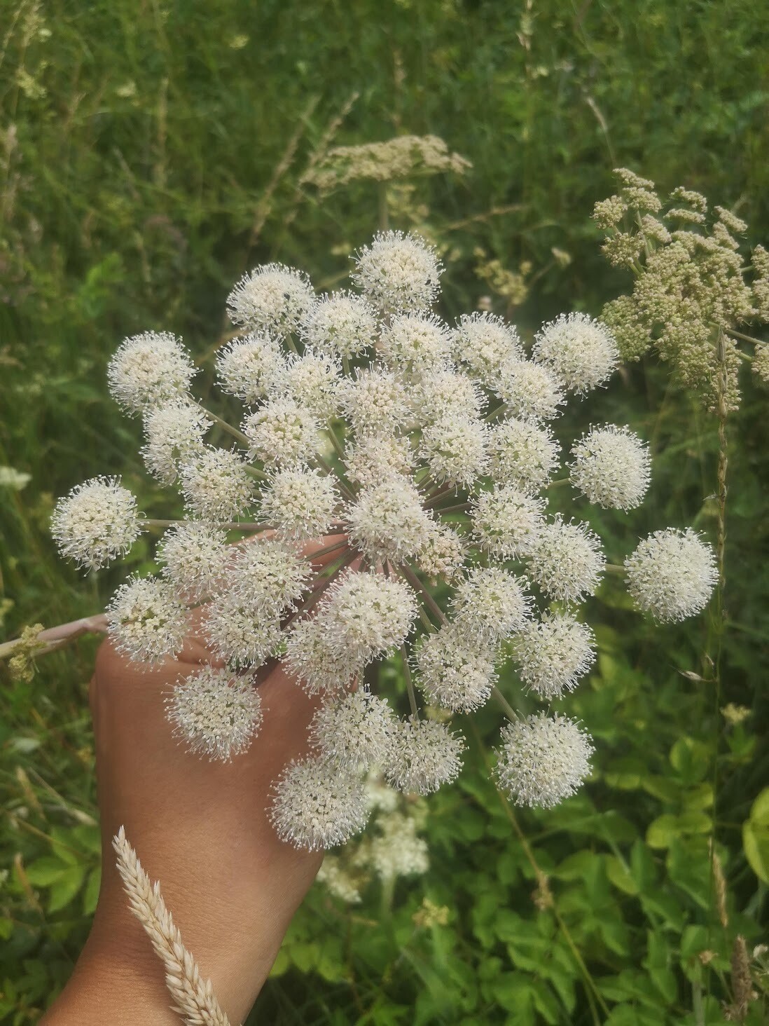 Wildflowers of the British Isles - Identification course - Digital