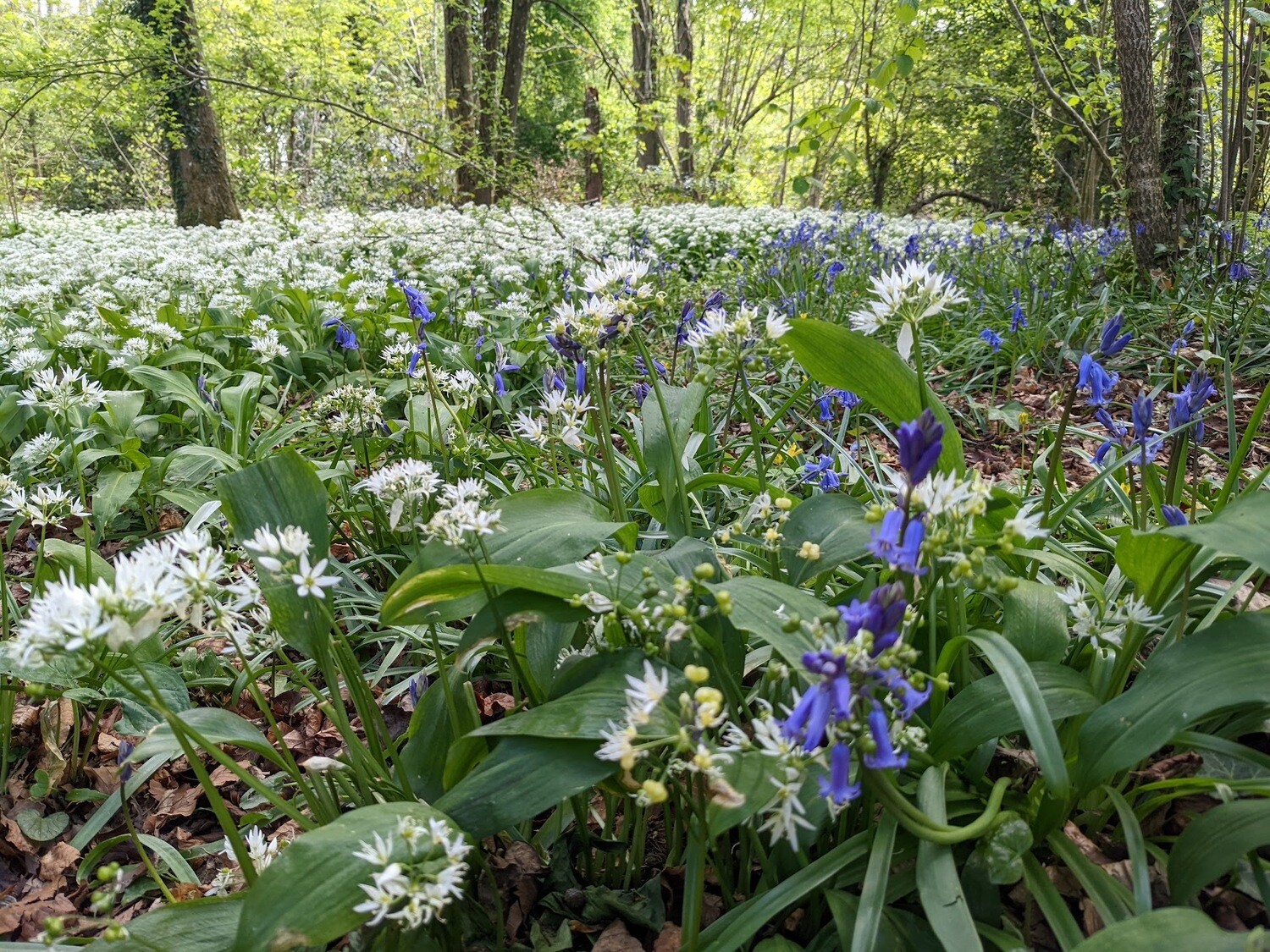 Wildflowers of the British Isles - Identification course - Digital