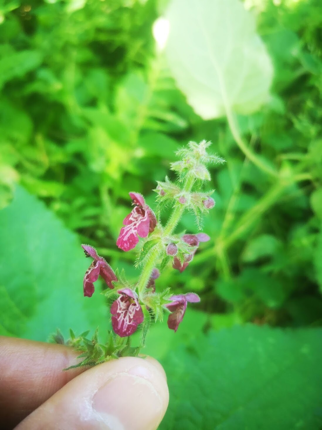 Wildflowers of the British Isles - Identification course - Digital