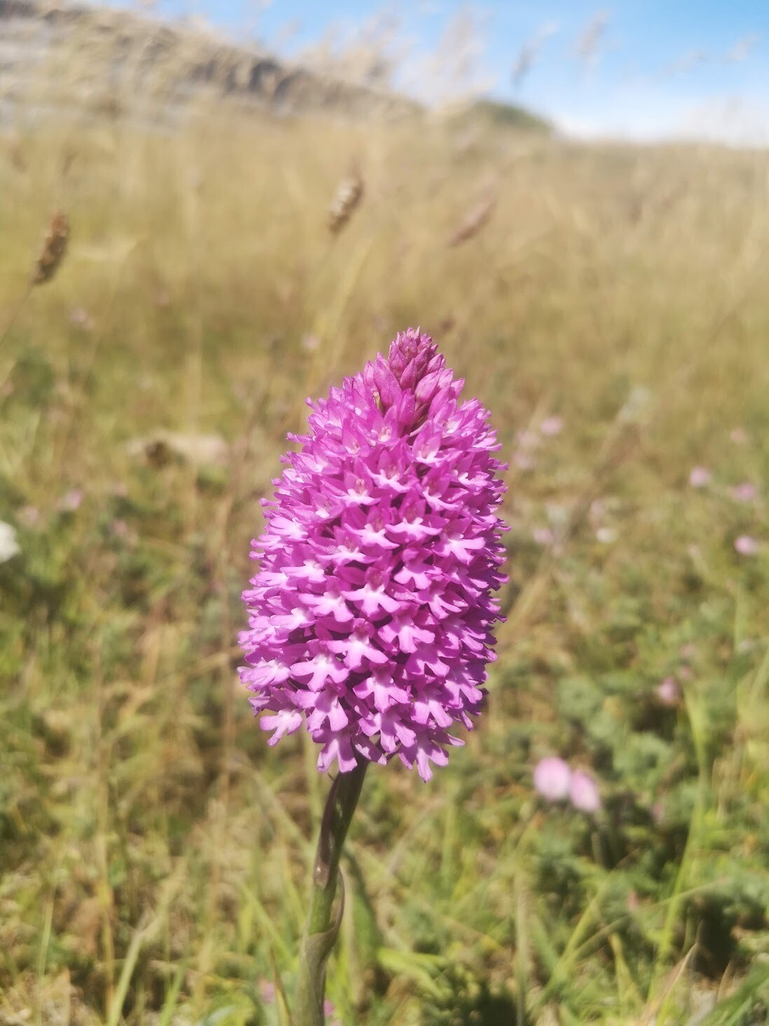 Wildflowers of the British Isles - Identification course - Digital