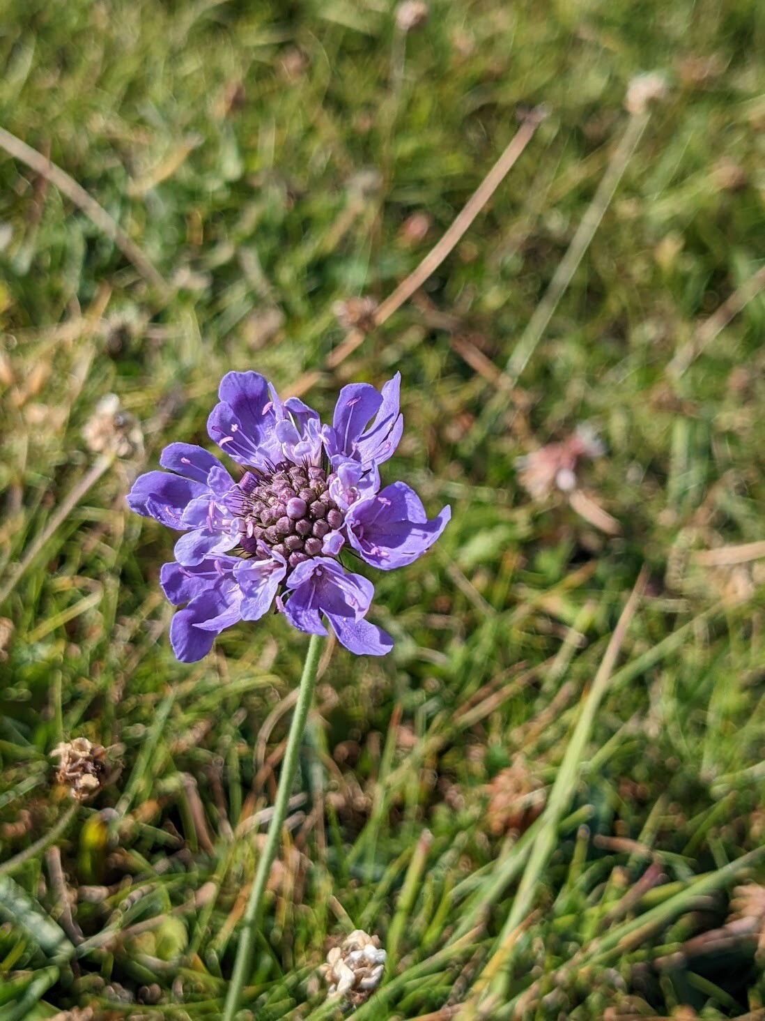 Wildflowers of the British Isles - Identification course - Digital