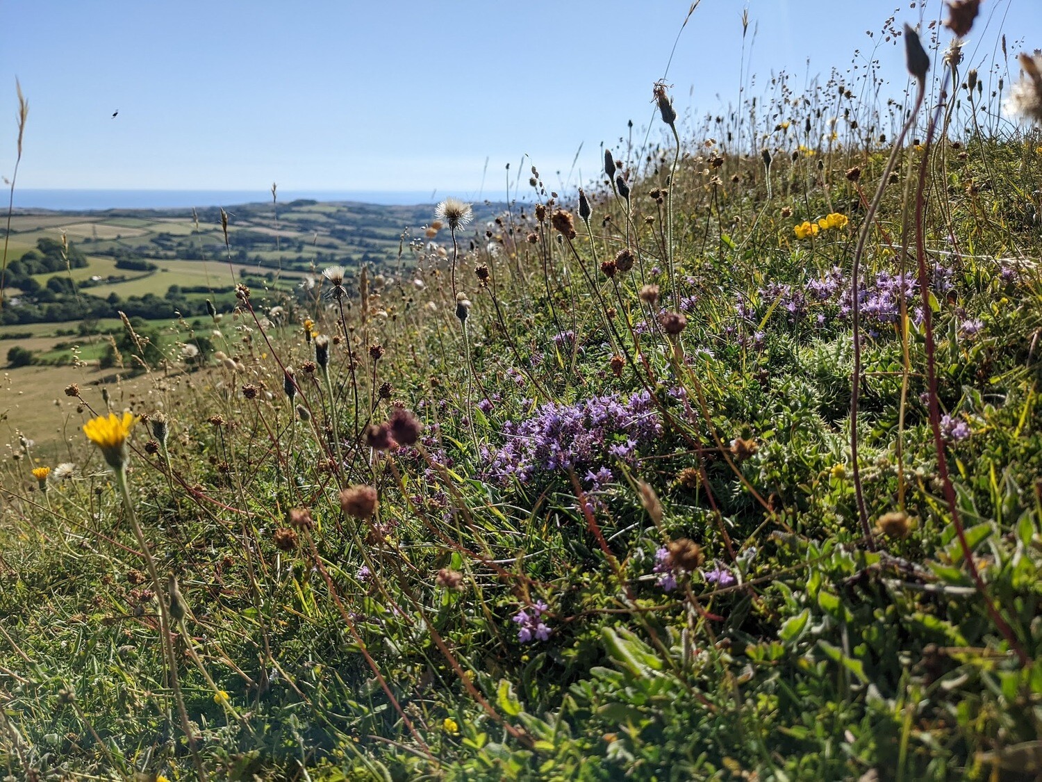 Wildflowers of the British Isles - Identification course - Digital