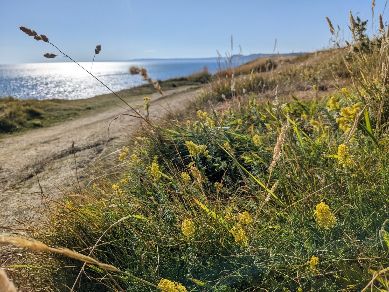 Wildflowers of the British Isles - Identification course - Digital