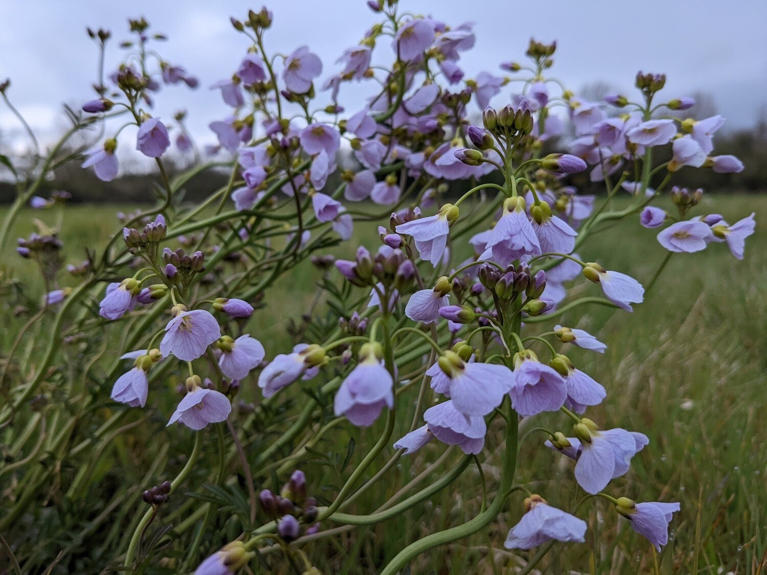 Wildflowers of the British Isles - Identification course - Digital