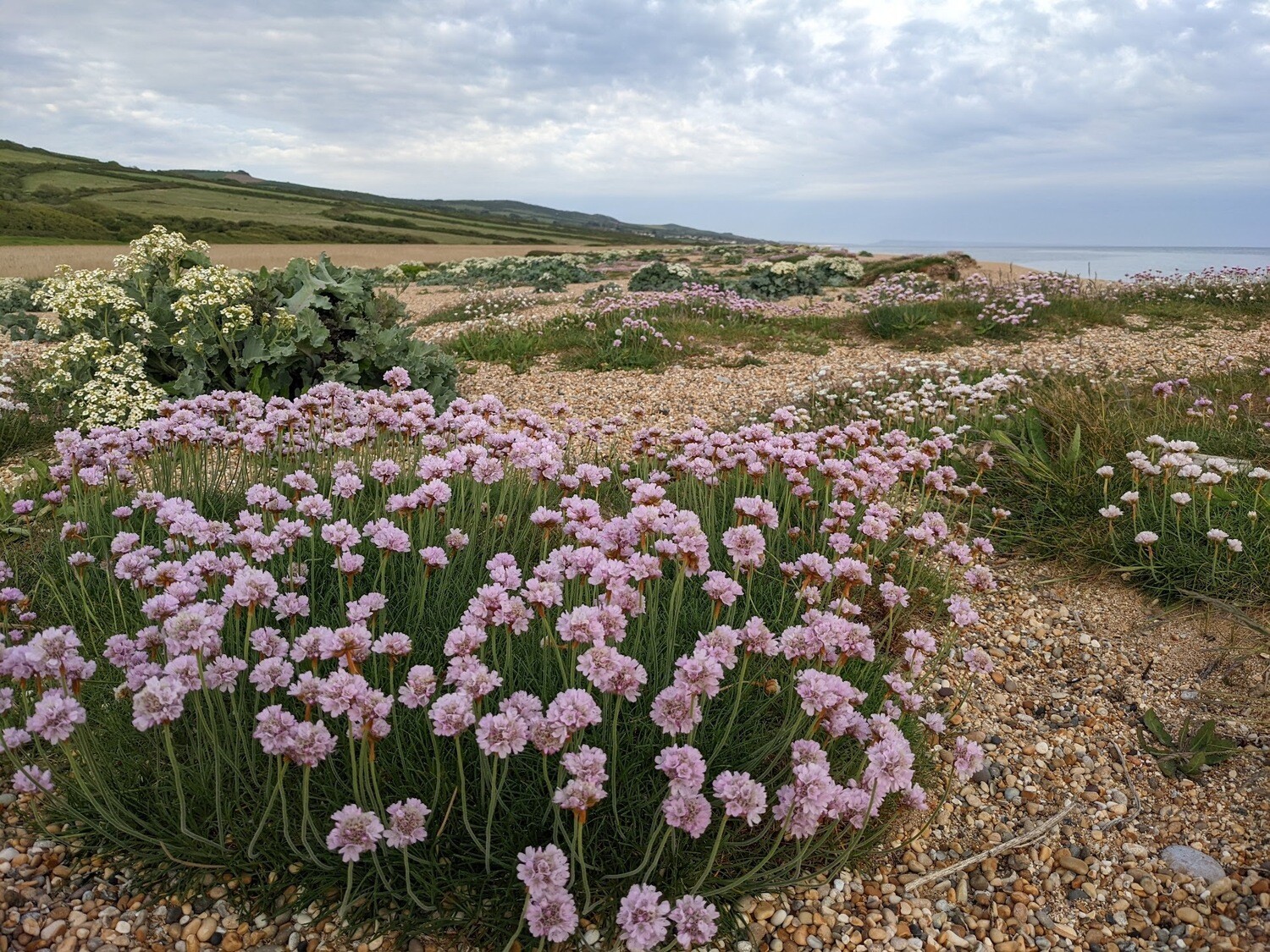 Wildflowers of the British Isles - Identification course - Digital