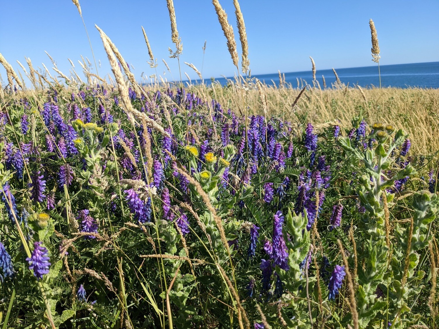Wildflowers of the British Isles - Identification course - Digital