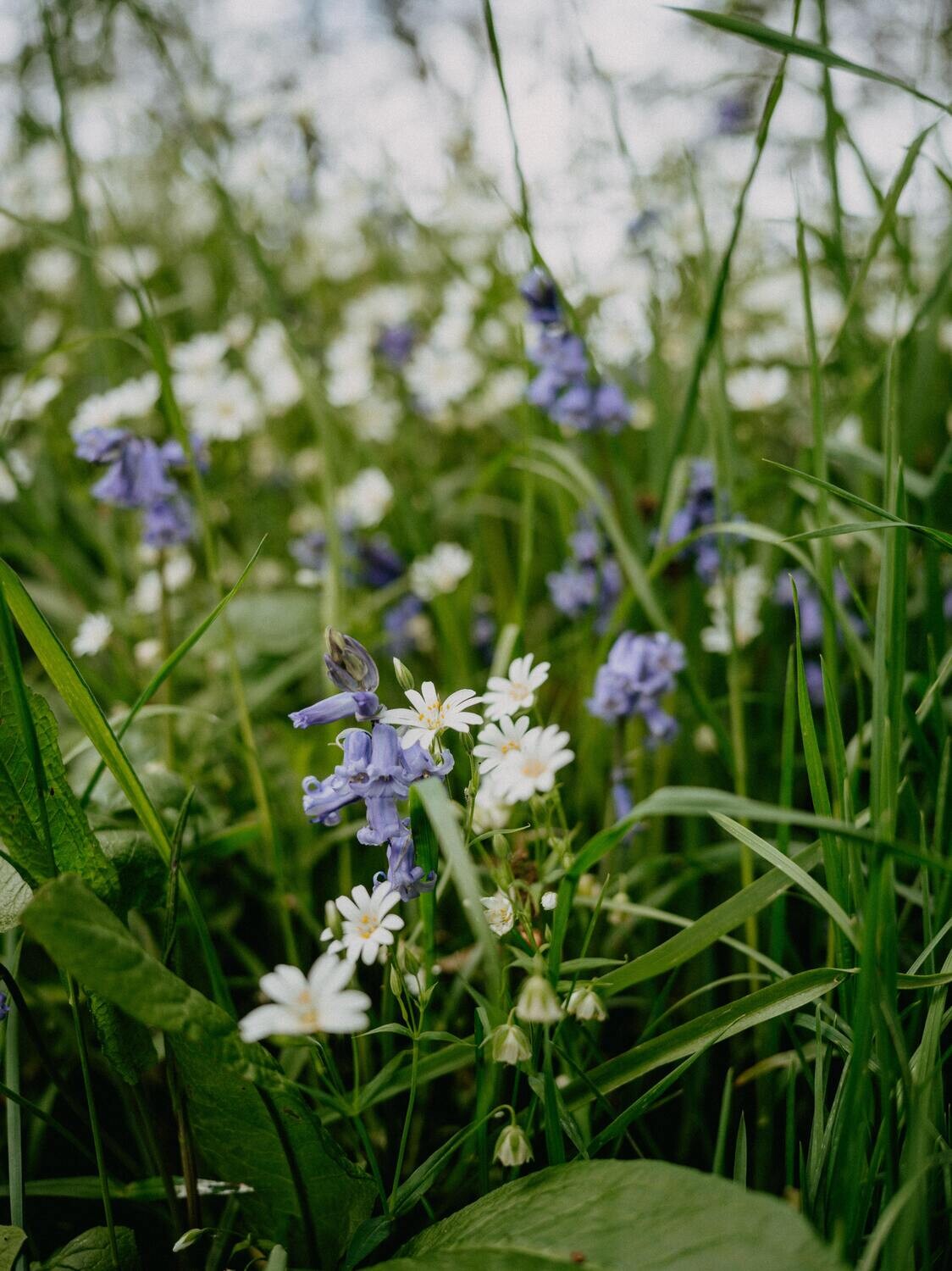 Wildflowers of the British Isles - Identification course - Digital