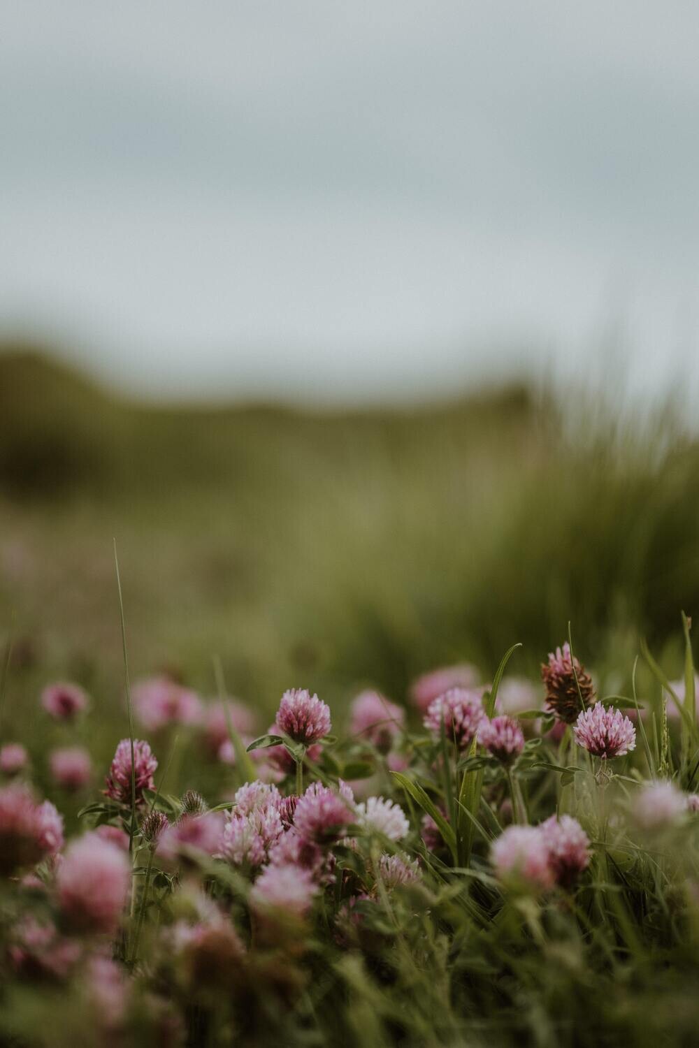 Wildflowers of the British Isles - Identification course - Digital