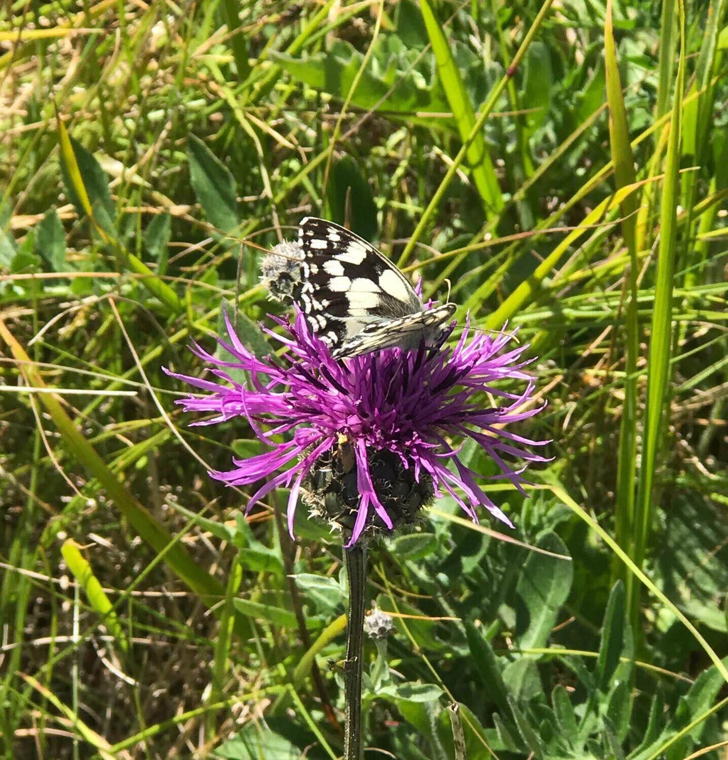 Wildflowers of the British Isles - Identification course - Digital