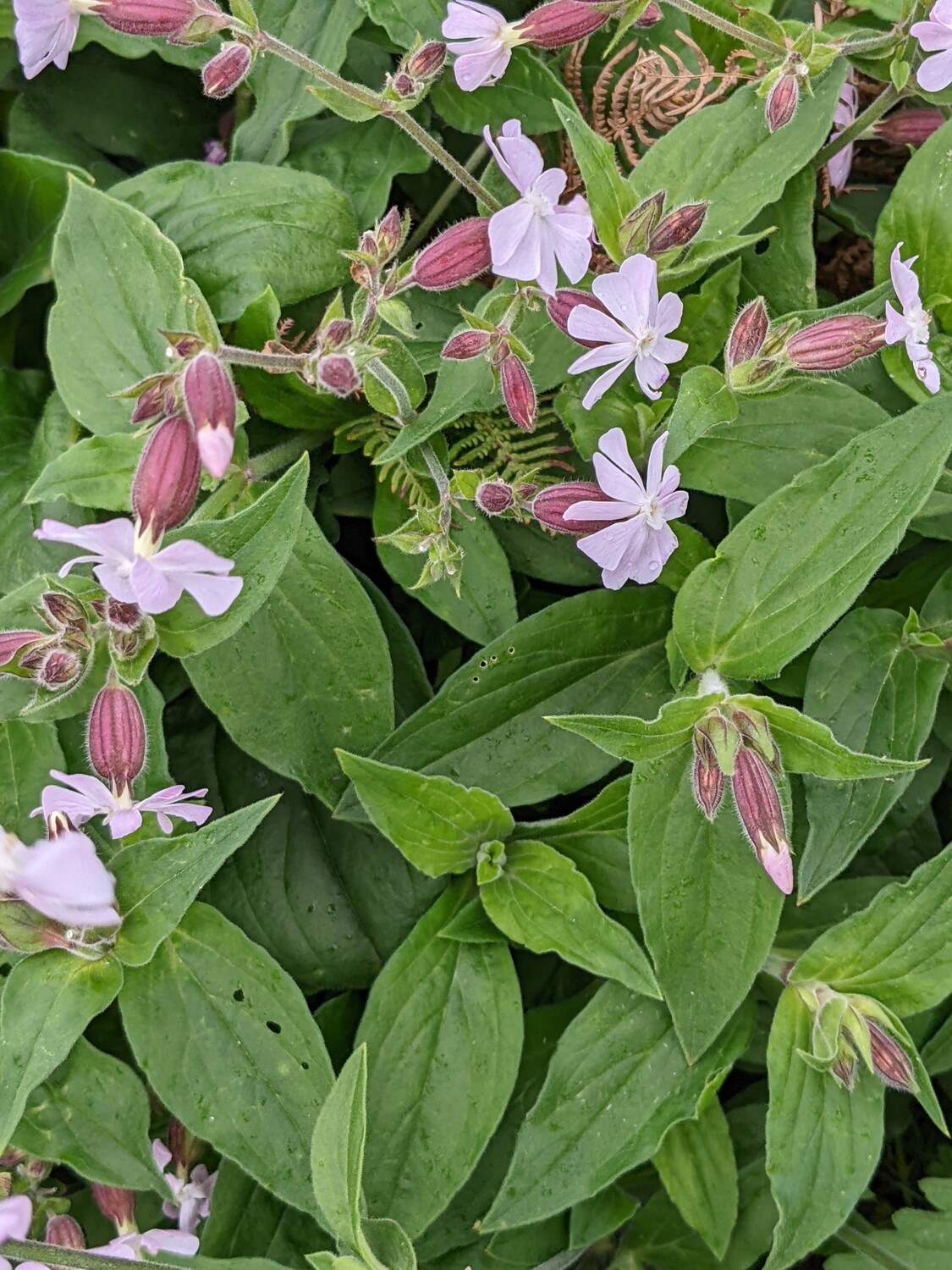 Wildflowers of the British Isles - Identification course - Digital
