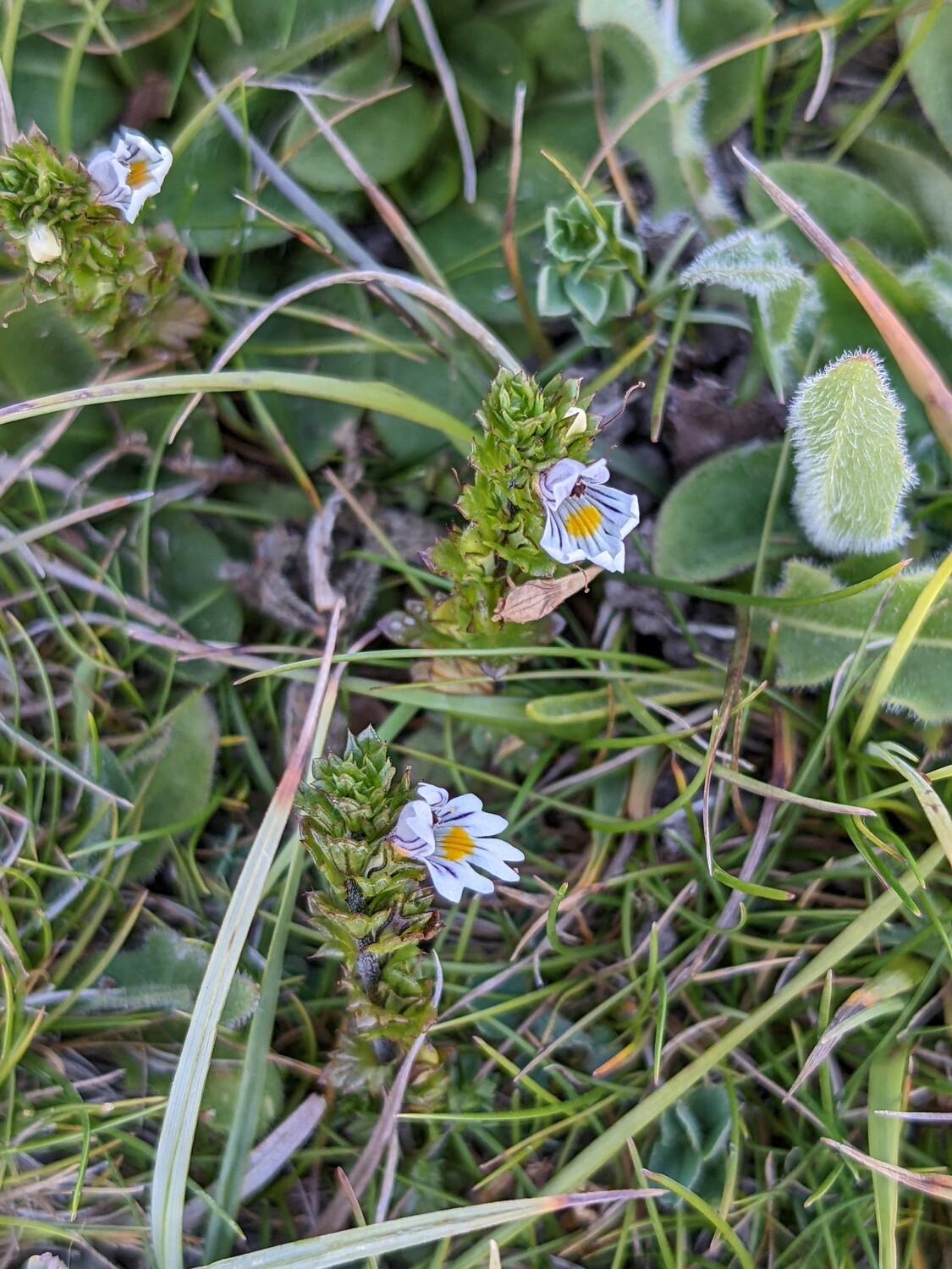 Wildflowers of the British Isles - Identification course - Digital