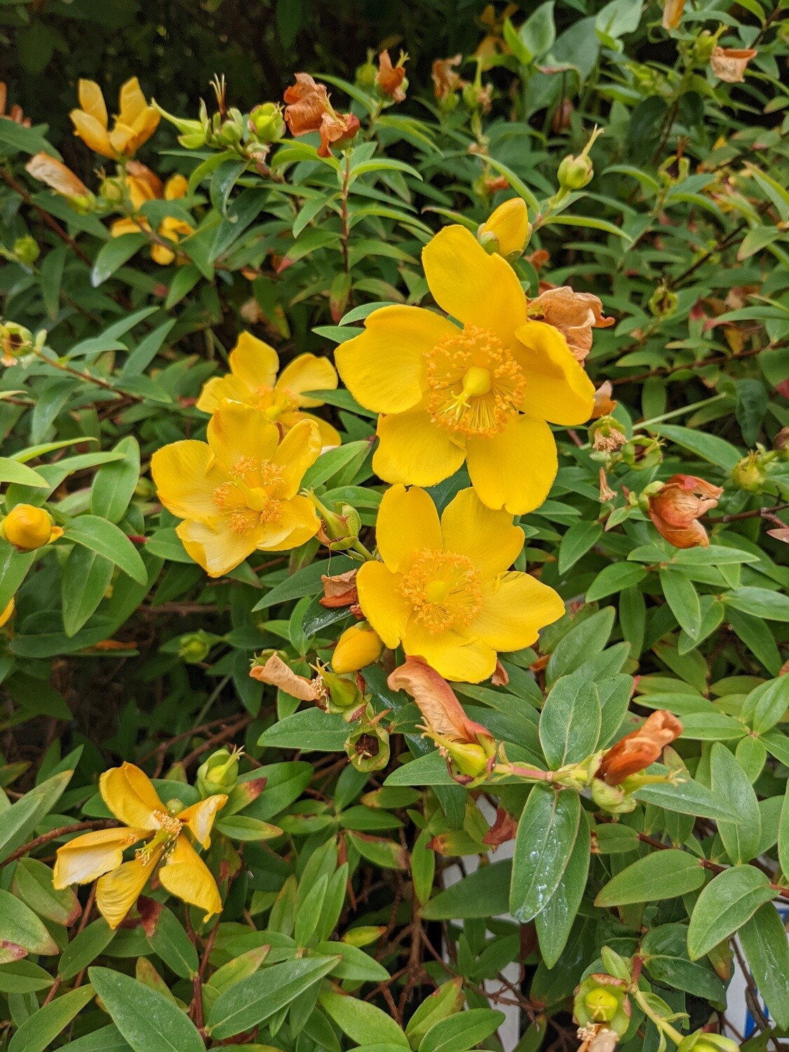 Wildflowers of the British Isles - Identification course - Digital