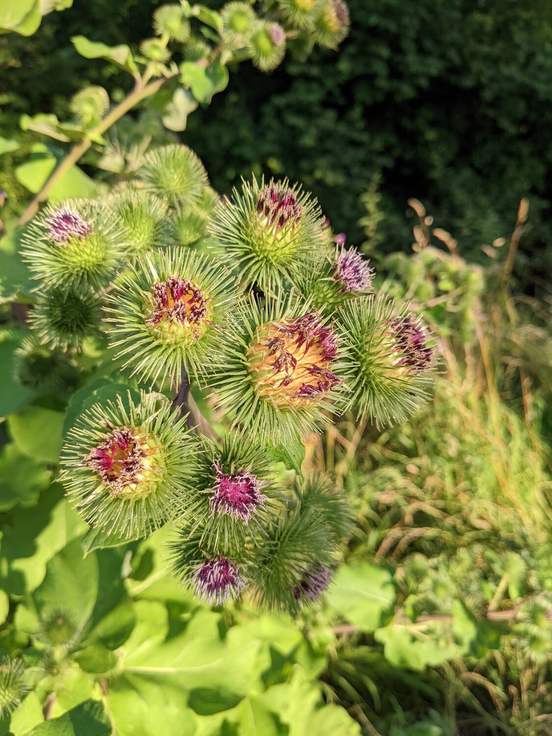 Wildflowers of the British Isles - Identification course - Digital