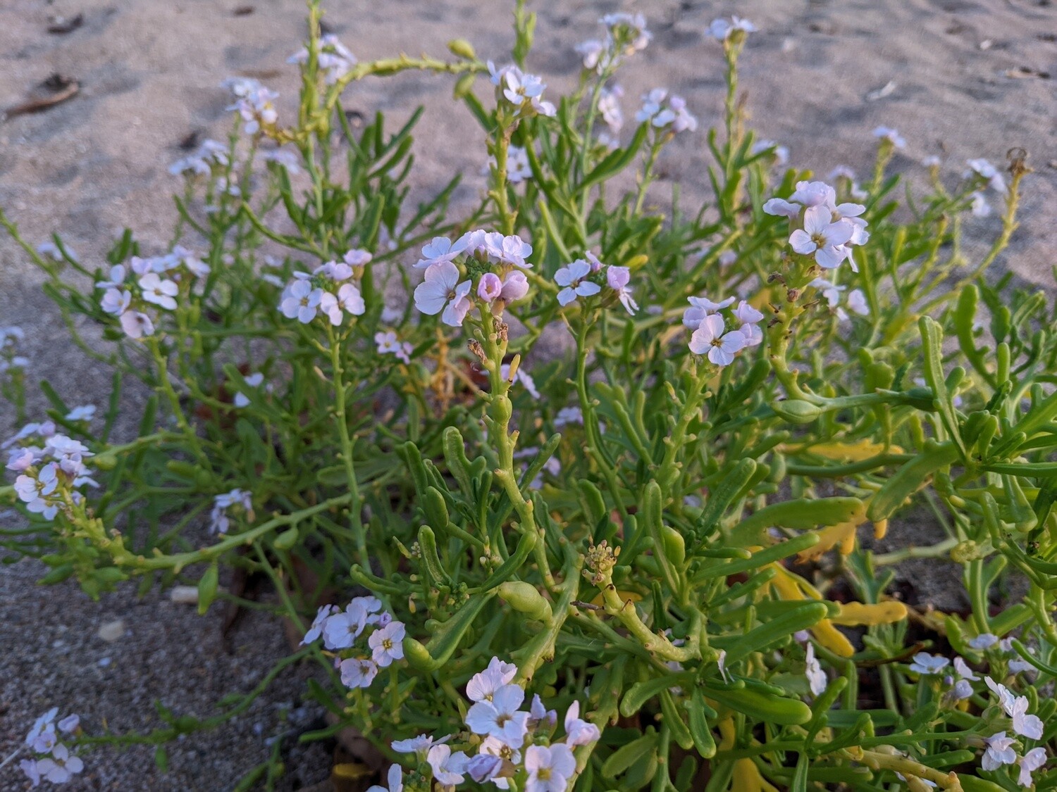 Wildflowers of the British Isles - Identification course - Digital