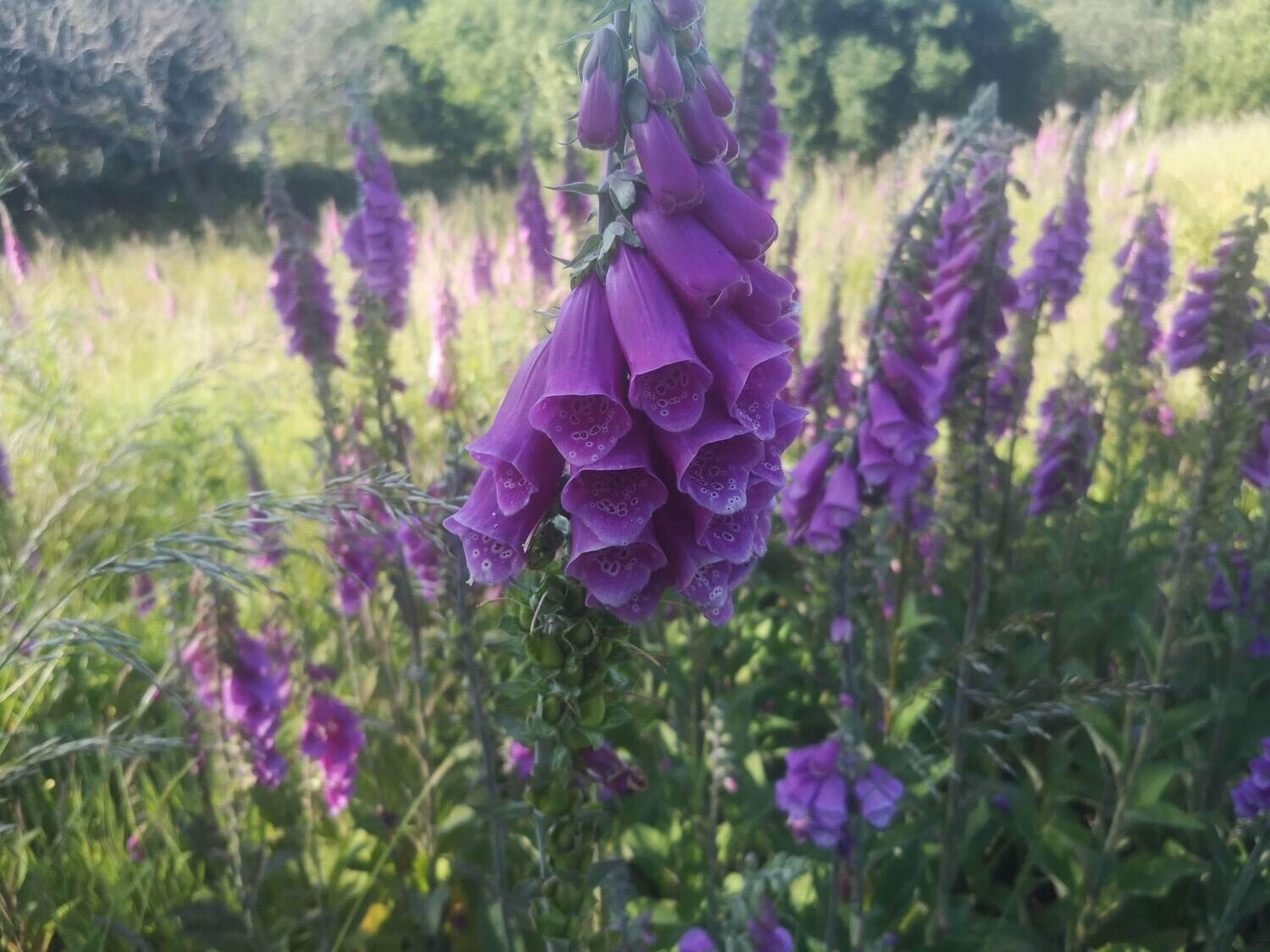 Wildflowers of the British Isles - Identification course - Digital