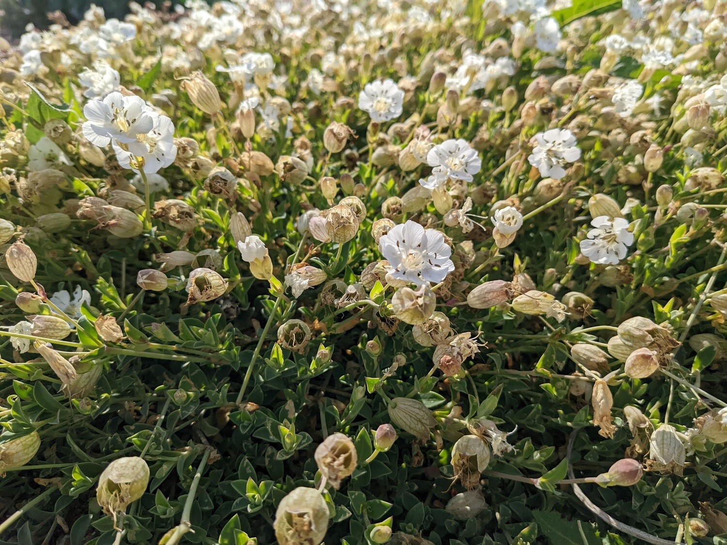 Wildflowers of the British Isles - Identification course - Digital