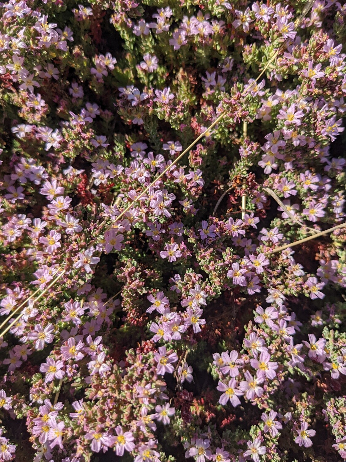 Wildflowers of the British Isles - Identification course - Digital