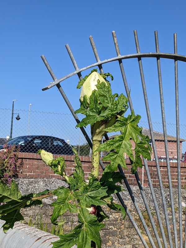 Giant Hogweed - Identification and facts