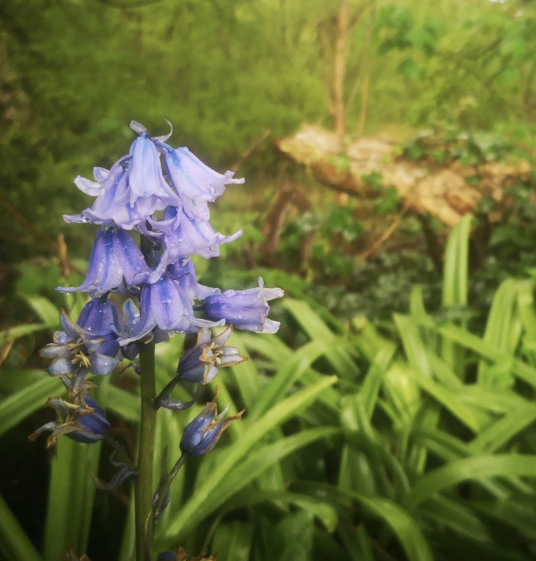 Blue Wild Flowers in the UK - by Flowering Month