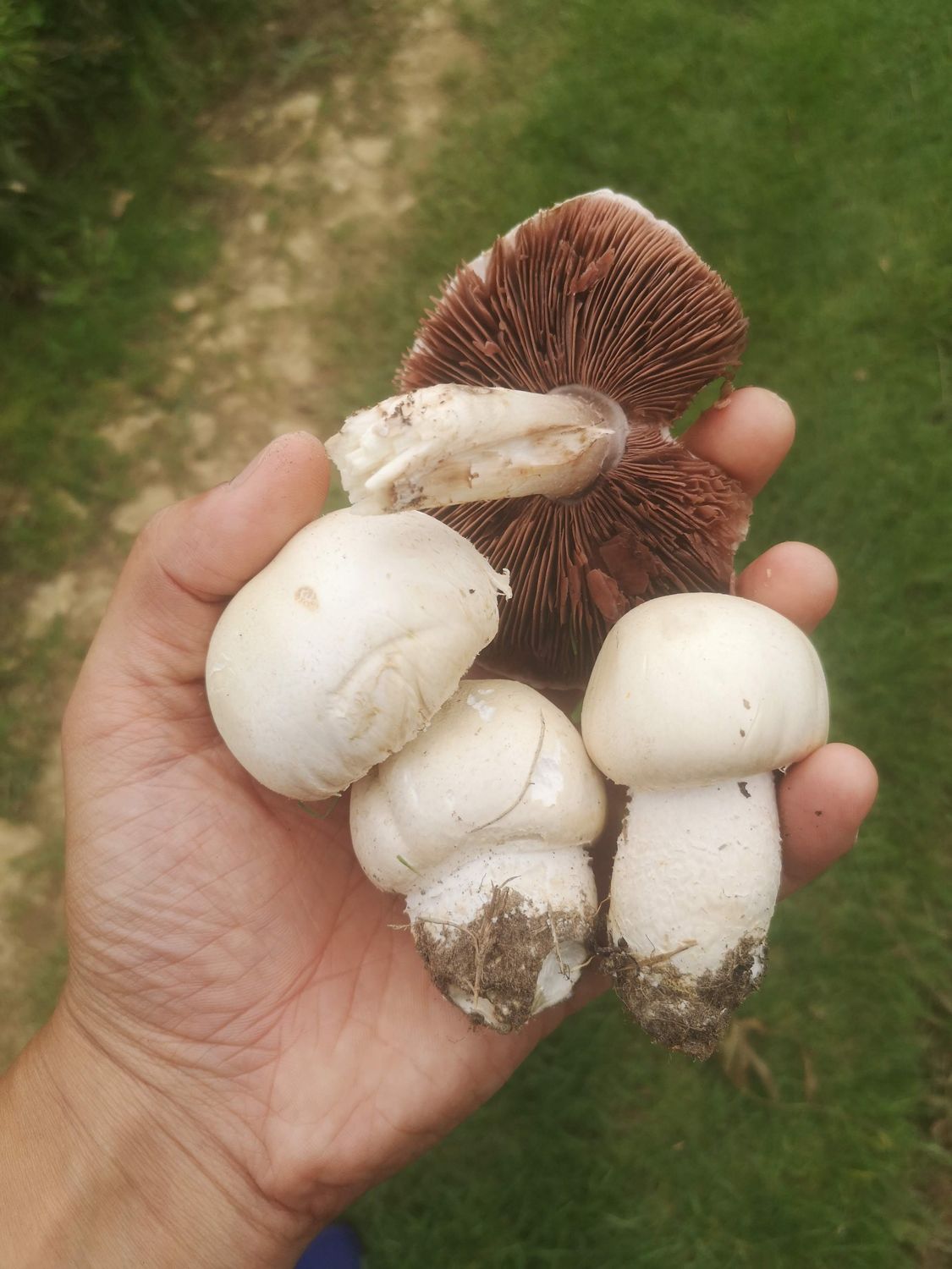 Mushroom Foraging for Beginners - British Isles  - Digital