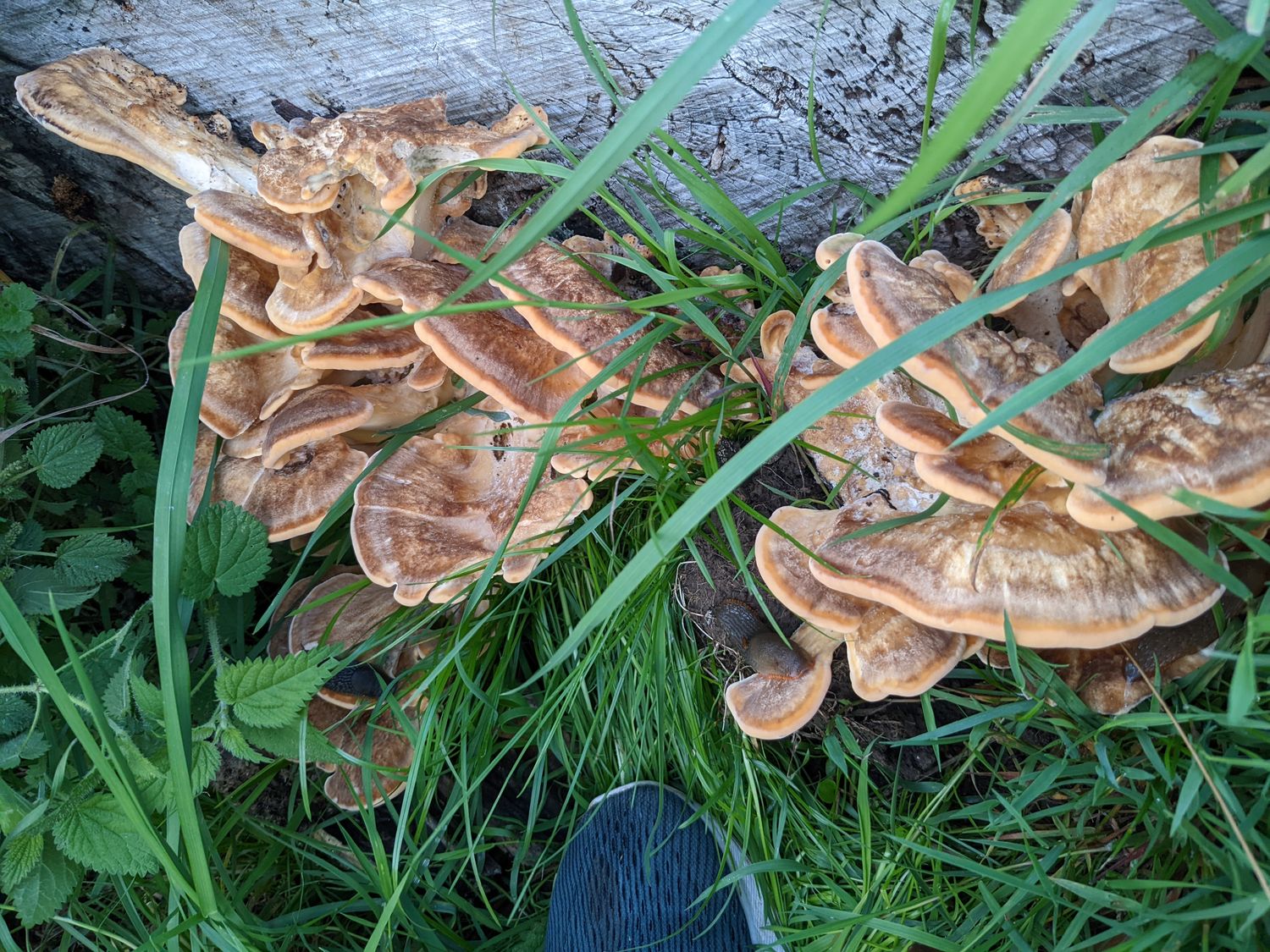 Mushroom Foraging for Beginners - British Isles  - Digital