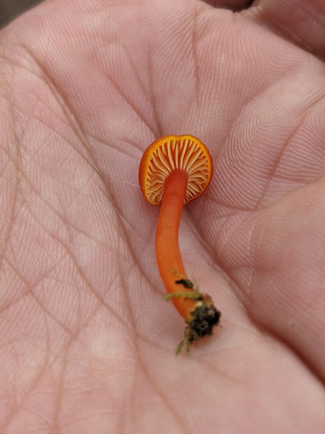 Mushroom Foraging for Beginners - British Isles  - Digital