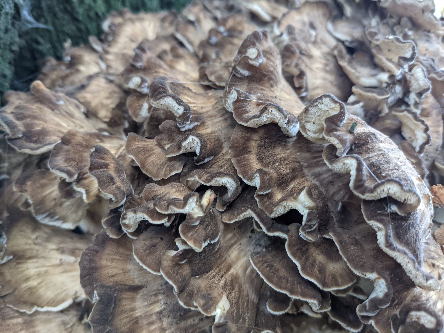 Mushroom Foraging for Beginners - British Isles  - Digital