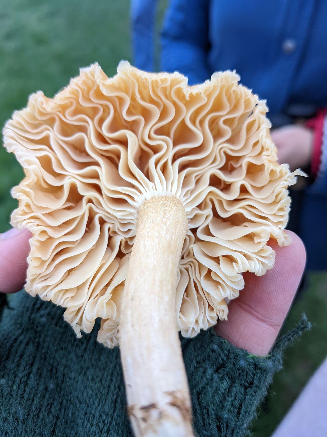 Mushroom Foraging for Beginners - British Isles  - Digital