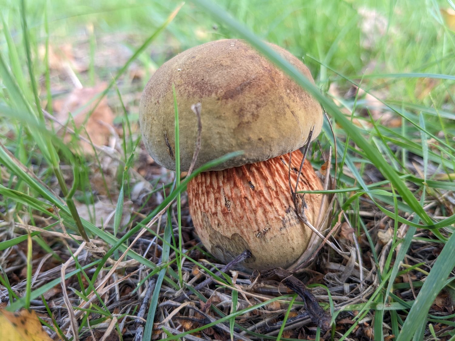 Mushroom Foraging for Beginners - British Isles  - Digital
