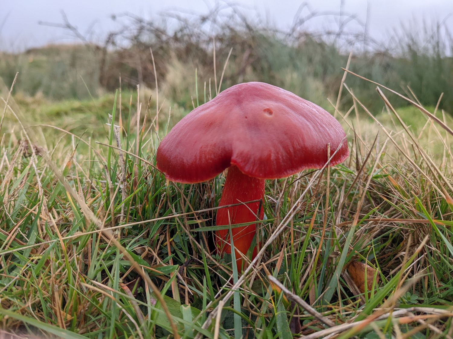 Mushroom Foraging for Beginners - British Isles  - Digital