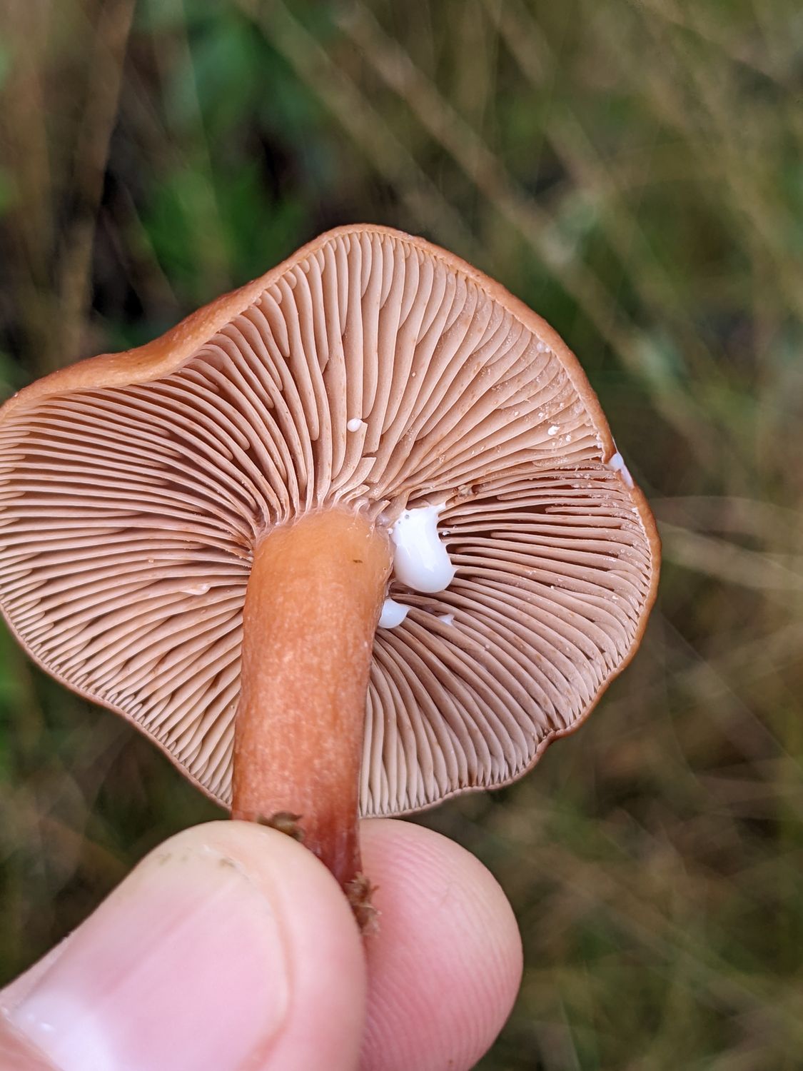 Mushroom Foraging for Beginners - British Isles  - Digital