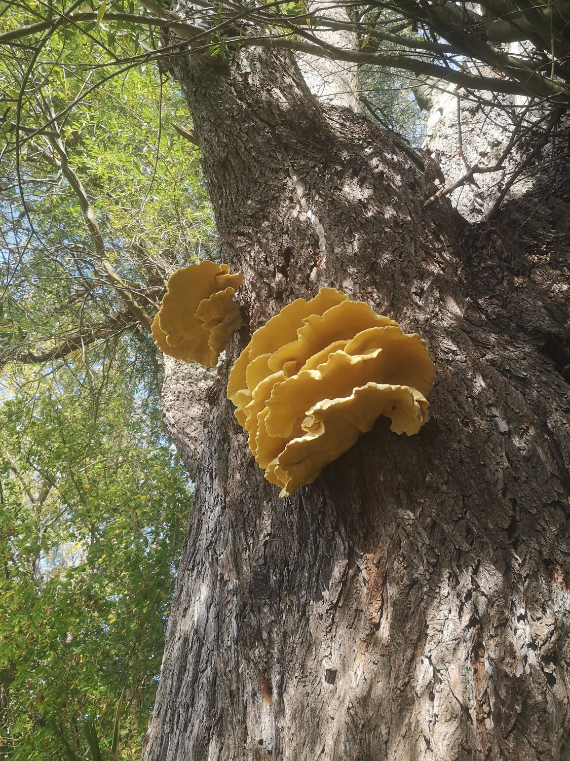 Mushroom Foraging for Beginners - British Isles  - Digital