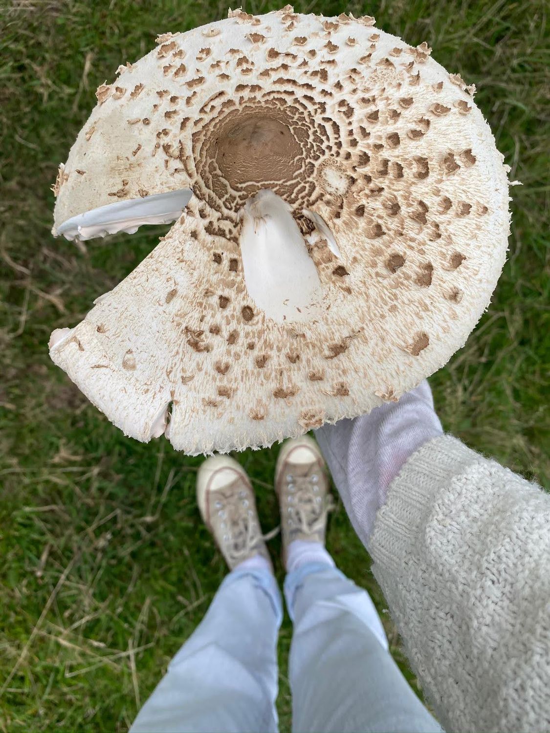 Mushroom Foraging for Beginners - British Isles  - Digital
