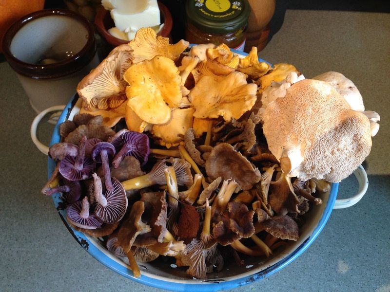 Mushroom Foraging for Beginners - British Isles  - Digital