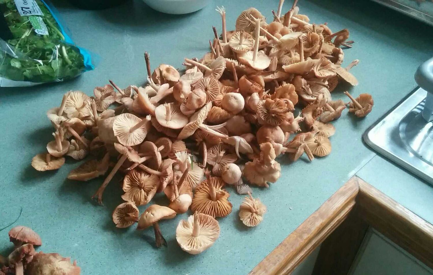 Mushroom Foraging for Beginners - British Isles  - Digital