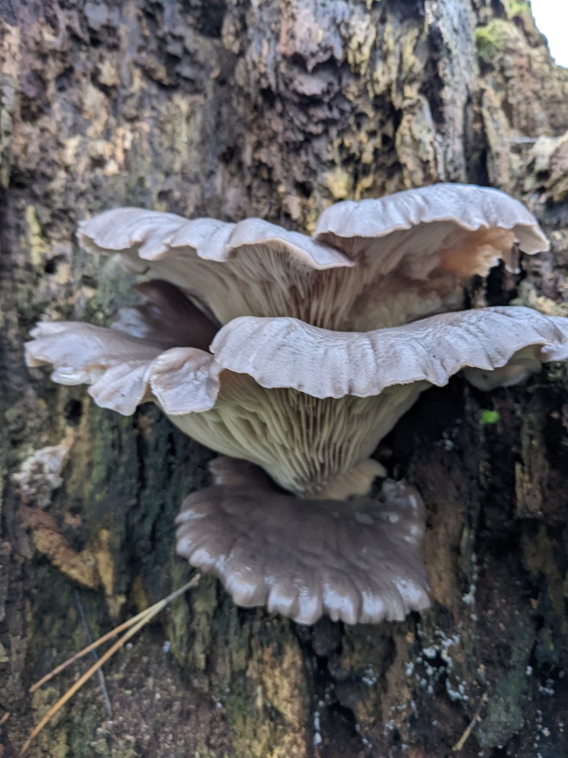 Mushroom Foraging for Beginners - British Isles  - Digital