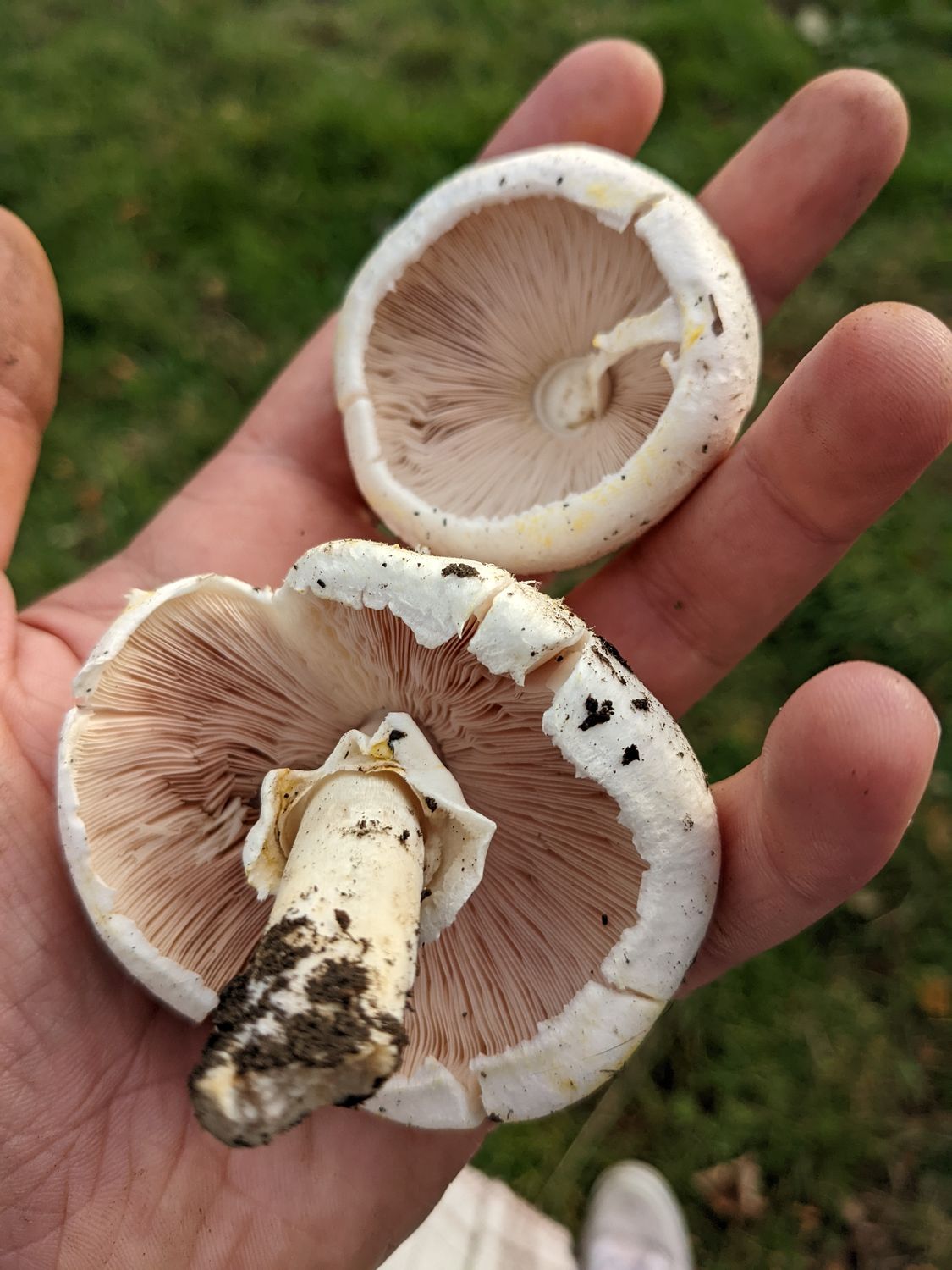 Mushroom Foraging for Beginners - British Isles  - Digital