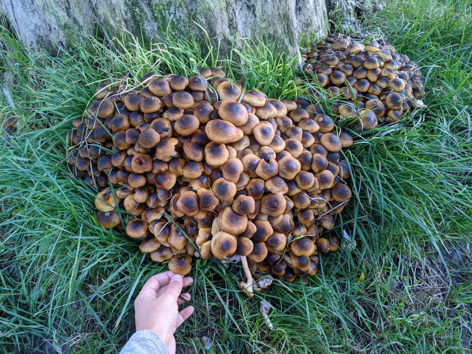 Mushroom Foraging for Beginners - British Isles  - Digital