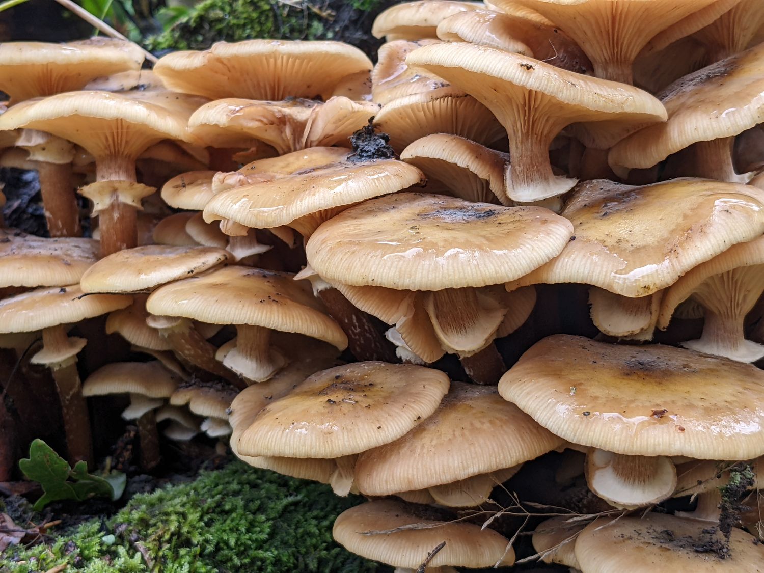 Mushroom Foraging for Beginners - British Isles  - Digital