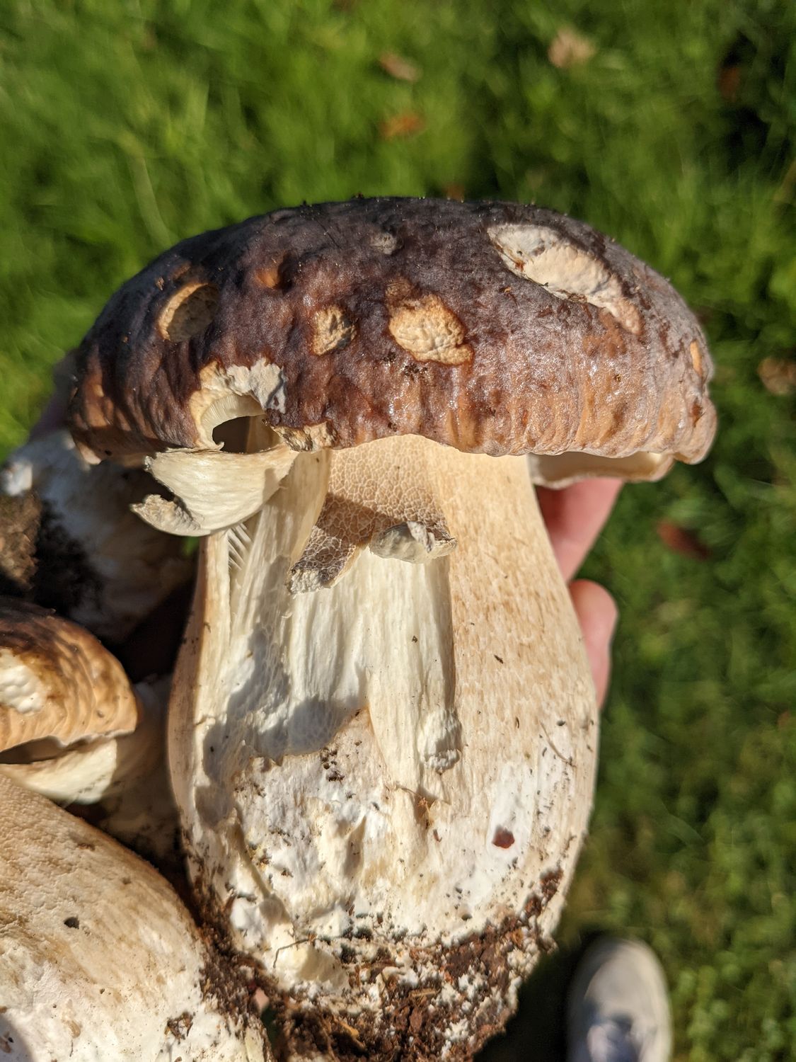 Mushroom Foraging for Beginners - British Isles  - Digital