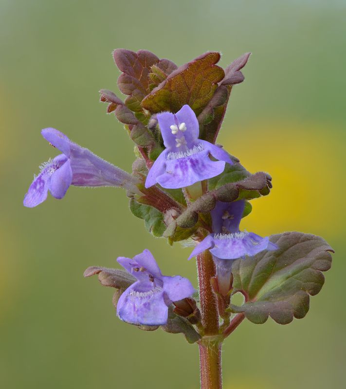 Ground Ivy - Glechoma hederacea identification and ultimate guide