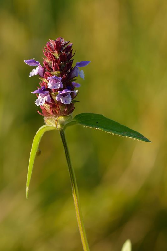 Selfheal - Prunella vulgaris - identification and ultimate guide