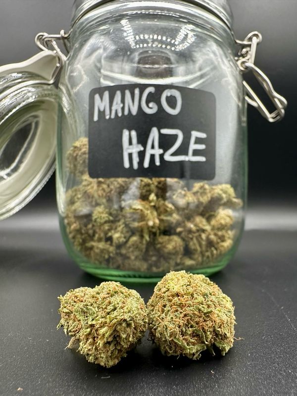 MANGO HAZE (HYBRID GLASSHOUSE)