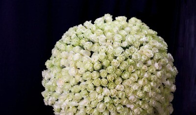 300 White Roses. Premium Rose Bouquet 300 White Roses. Premium Rose Bouquet