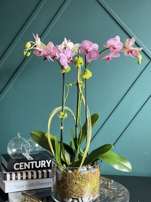 Orchids Plants Design in a vase