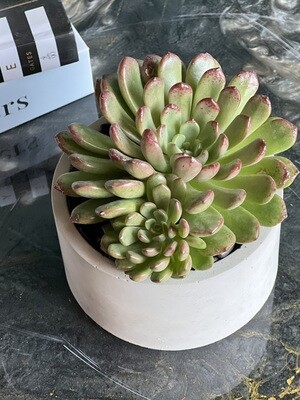Succulent plant in cement vase